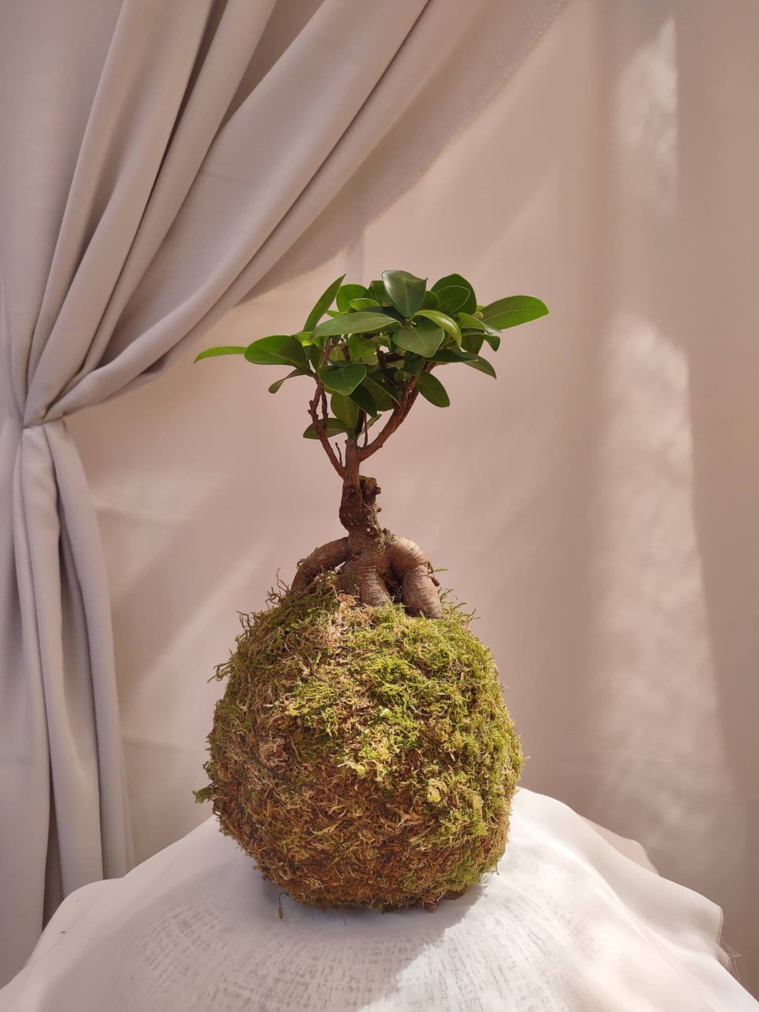 Imagine pentru Atelier de kokedama - grădinărit în stil japonez
